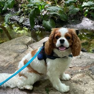 Meet your Posher, David